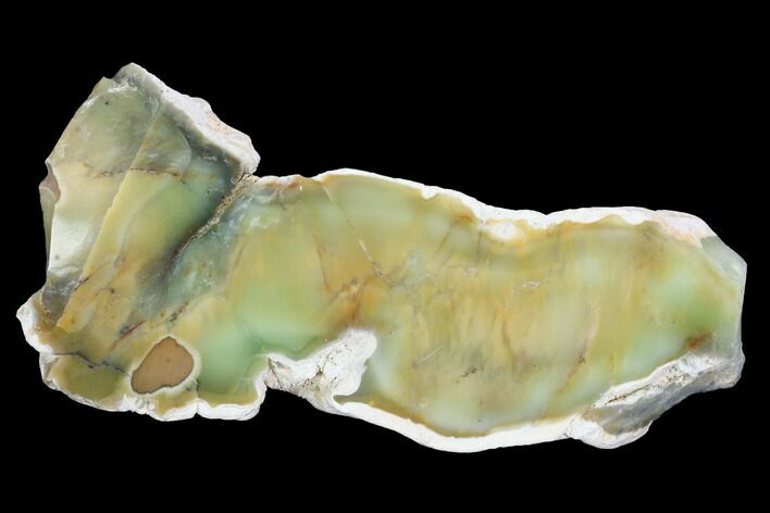 Polished Newman Opal Slab - Western Australia #96283